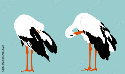 Elegant stork couple washing body by beak vector illustration isolated on background. Visitant migration bird stork cleaning feathers and wings. Water echo system. Animal bird family hygiene.