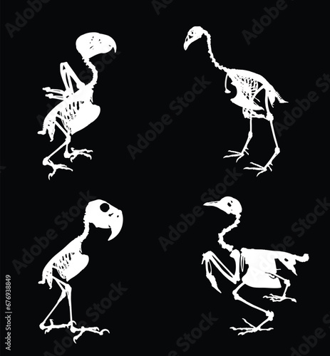 Bird skeleton set vector silhouette illustration isolated. Animal anatomy fossil, since fauna biology. Bones structure system. Education archaeology. Chicken body parts. Hawk, parrot, pheasant.