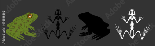 ZabGreen frog skeleton vector silhouette illustration isolated on black background. Animals anatomy. Zoology, anatomy of amphibian. Education frog body parts, toad skelea skelet i silueta na crnom.cdr