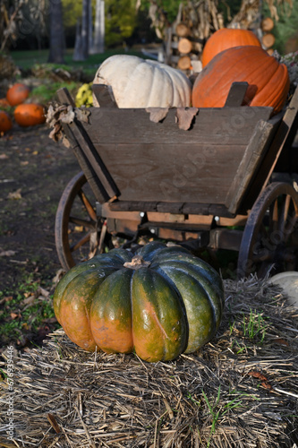 Pumpkin