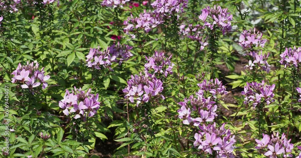 Spider flowers or grandfather's whiskers (Cleome spinosa or houtteana). Charming pink airy flowers and green pinnate leaves on slightly thorny stems swaying lightly in the wind
Spider flowers or grandfather's whiskers (Cleome spinosa or houtteana). Charming pink airy flowers and green pinnate leaves on slightly thorny stems swaying lightly in the wind