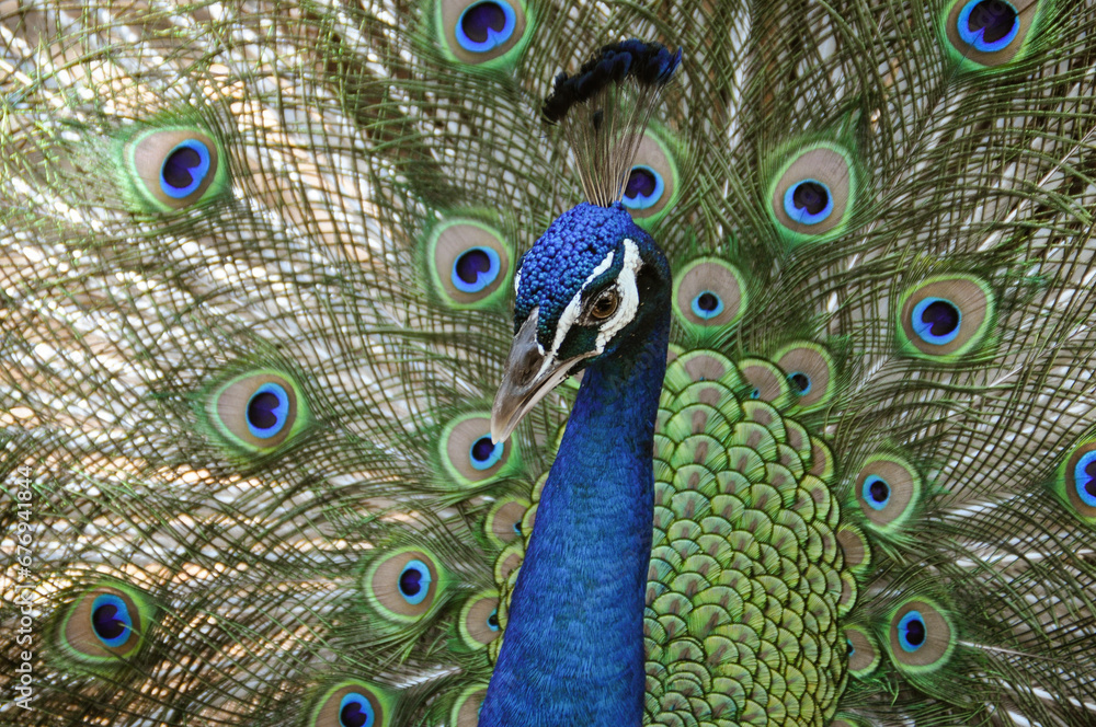 Obraz premium Close up of a male peacock