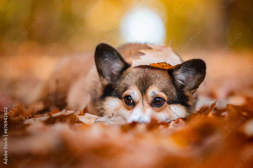 Corgi dog head portrait in a forest with autumn leaves around Corgi dog head portrait in a forest with autumn leaves around