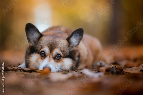 Corgi dog head portrait in a forest with autumn leaves around