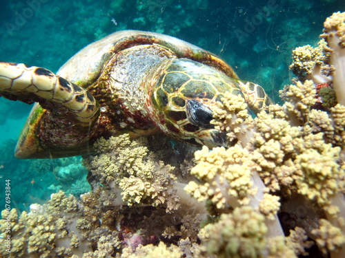 Hawksbill sea turtle  CR species  Hawksbill Turtle - Eretmochelys imbricata.