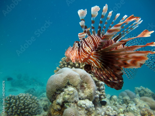 Lion Fish in the Red Sea in clear blue water hunting for food . © Vitalii6447