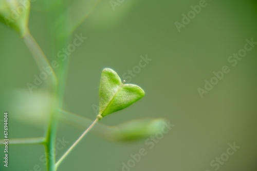 Heart shaped green leaves of the SHeart shaped green leaves of the plant in the nature or in the garden. Slovakiahepherd's Purse plant in the nature or in the garden. Slovakia....