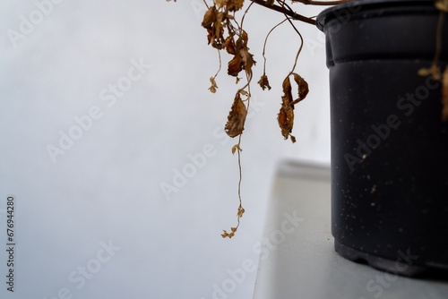 Dry dead plant in the pot on the window sill. Slovakia