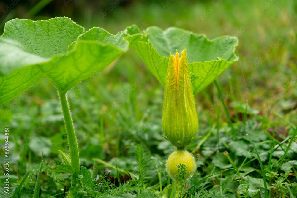 Pumpkin plant with flowers and spiral shape in the garden. Slovakia Pumpkin plant with flowers and spiral shape in the garden. Slovakia