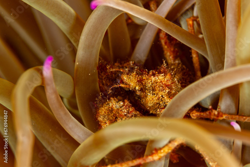 Simbiosi entre un cangrejo (Inachus phalangium) y una anémona marina. photo