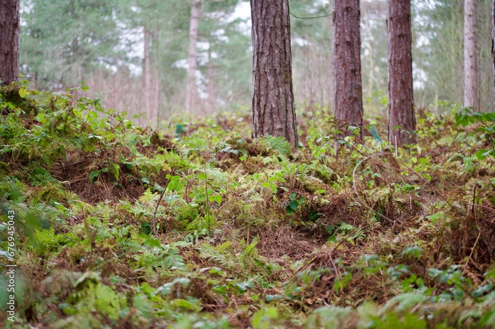 Green grass and other plants grown in the forest Green grass and other plants grown in the forest