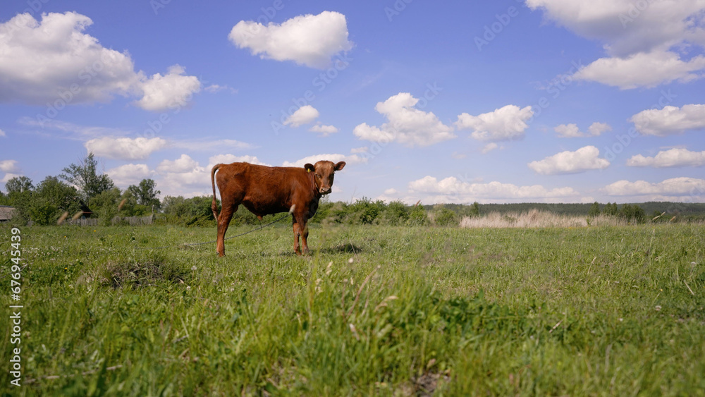 A young bull curiously explores the area, outdoors. A small brown bull grazes in a summer meadow. A brown calf stands on green grass and looks at the camera. A young bull curiously explores the area, outdoors. A small brown bull grazes in a summer meadow. A brown calf stands on green grass and looks at the camera.