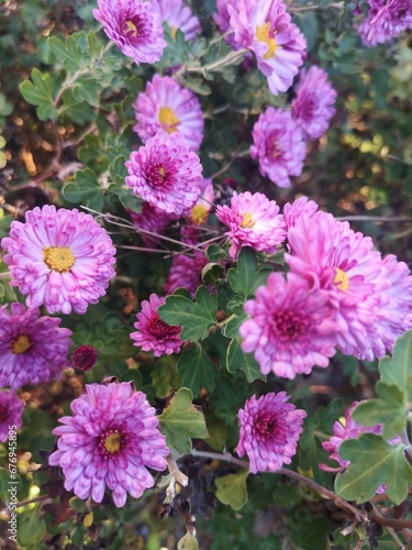 pink and purple flowers