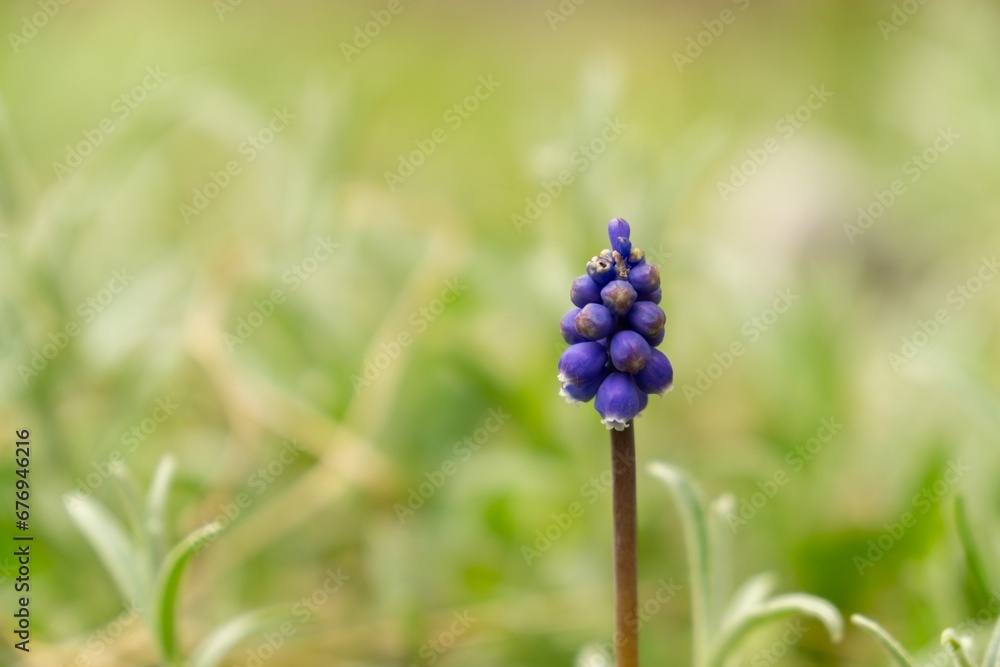 Blue Muscari flower in the garden during spring. Slovakia Blue Muscari flower in the garden during spring. Slovakia