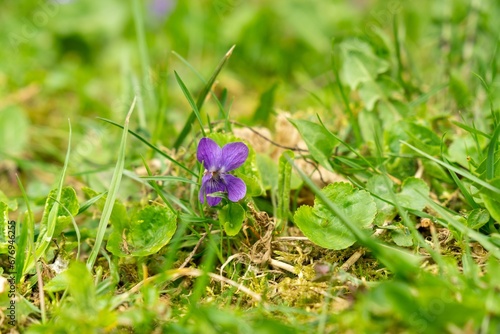 Purple, yellow, orange and blue violet flowers in the grass in nature. Slovakia	
 photo