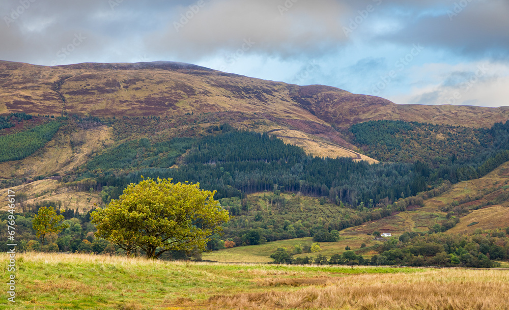 Fototapeta premium Beautiful view of a lonely tree with hills and mountains in the background, near Glencoe in Scotland