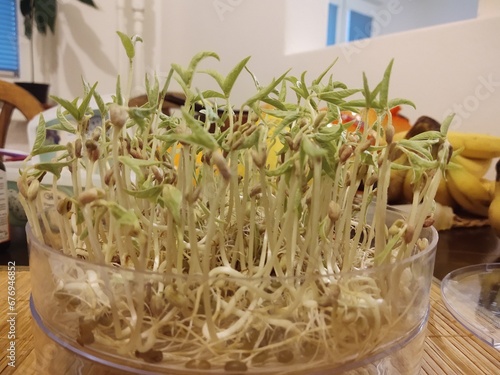 Mungo bean sprouts in the bowl in the kitchen - detail. Slovakia
