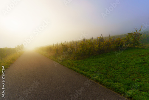 Sunrise on foggy morning in the vineyards on the Moselle