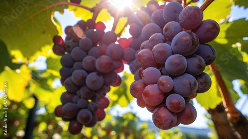 Fresh Grapes to Quench Your Soul