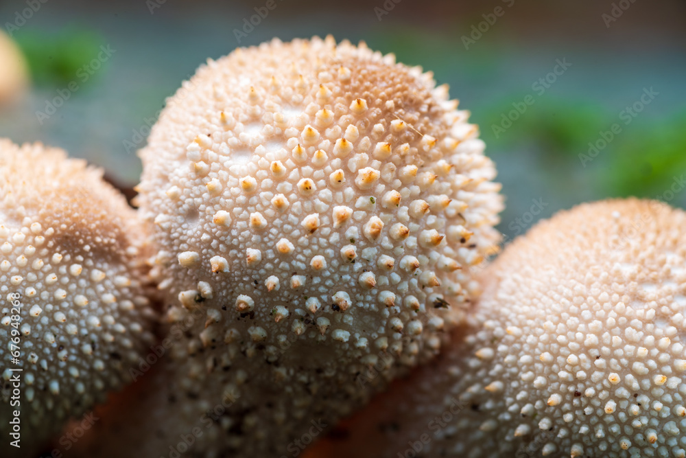 Fototapeta premium mushrooms in the forest
