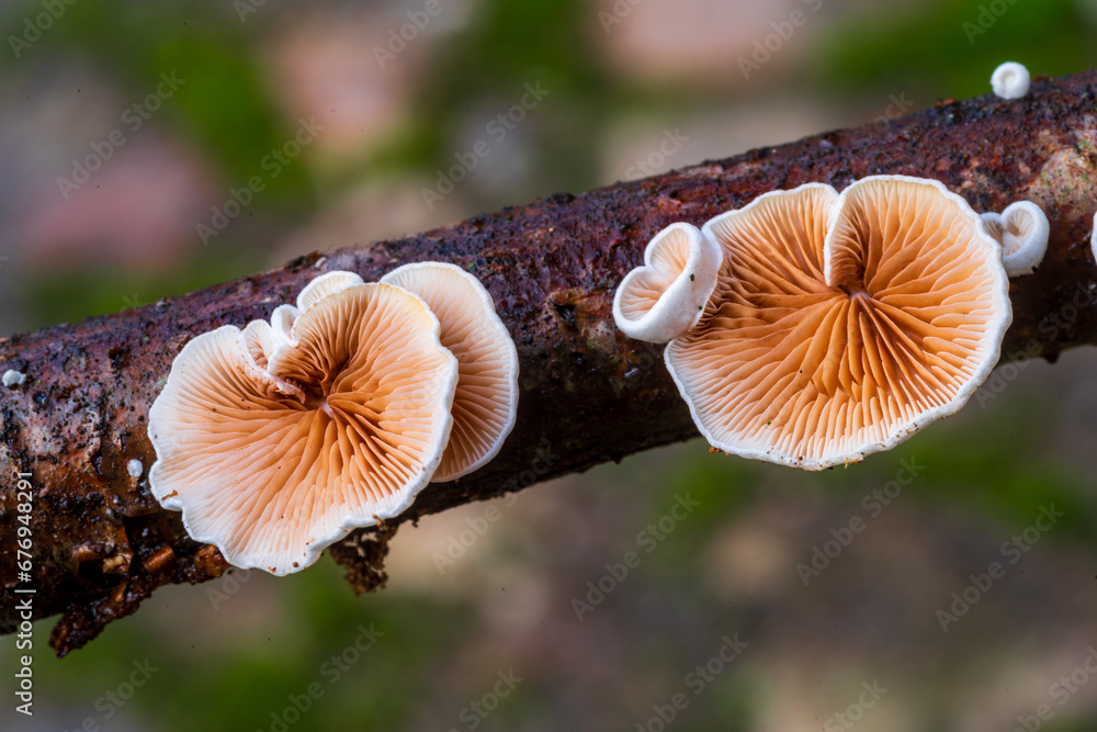 mushrooms in the forest - obrazy, fototapety, plakaty 