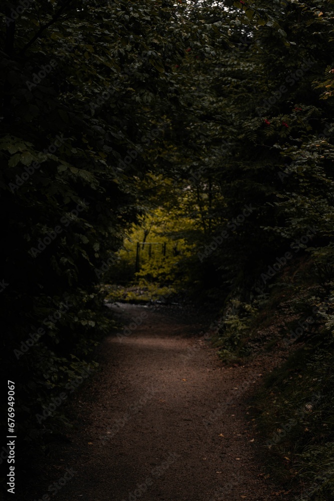 Vertical dramatic shot of a pathway in the green forest Vertical dramatic shot of a pathway in the green forest