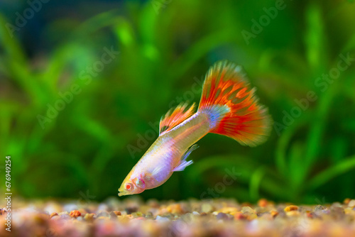 Fire dragon guppy fish close up on green blurred plants background