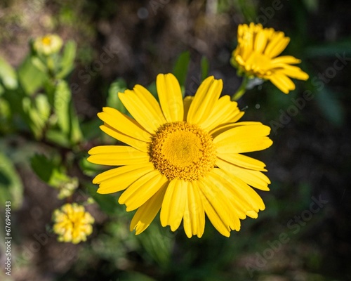 Selective focus shot of yellow flowers