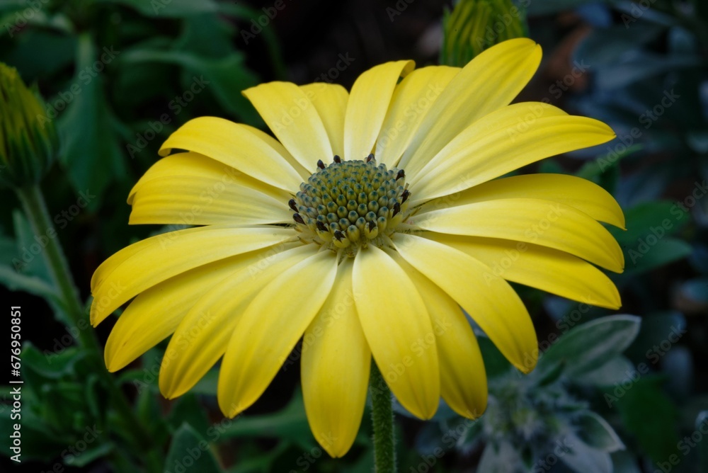 Yellow African daisy in the dark moody background Yellow African daisy in the dark moody background