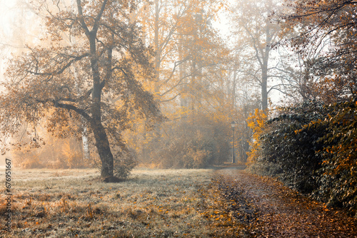 Krajobraz jesienny w parku i poranna mgła, Polska