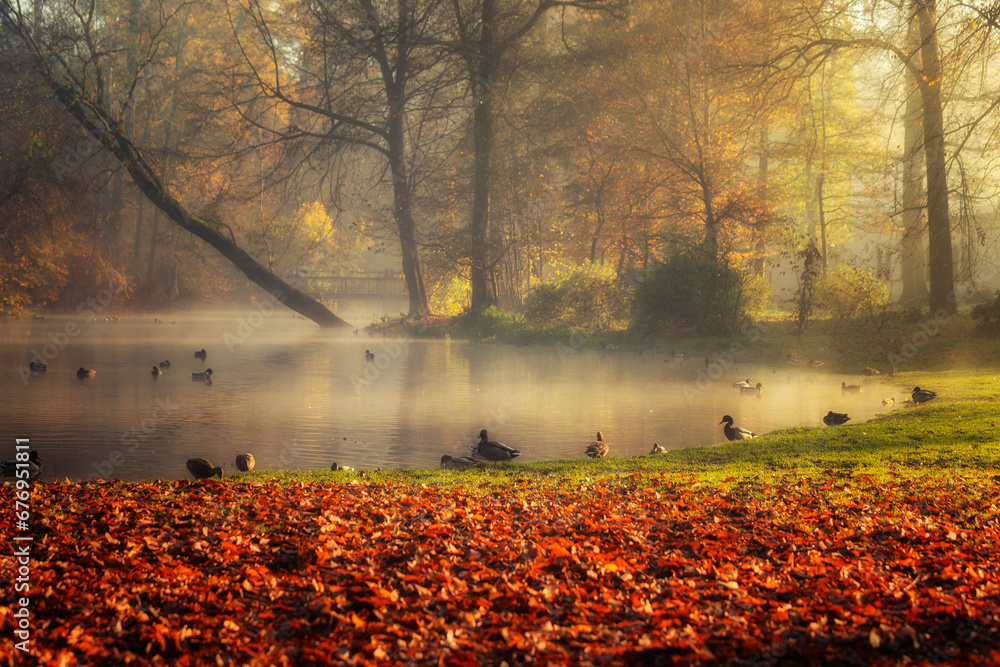 Krajobraz jesienny w parku i poranna mgła, Polska - obrazy, fototapety, plakaty 