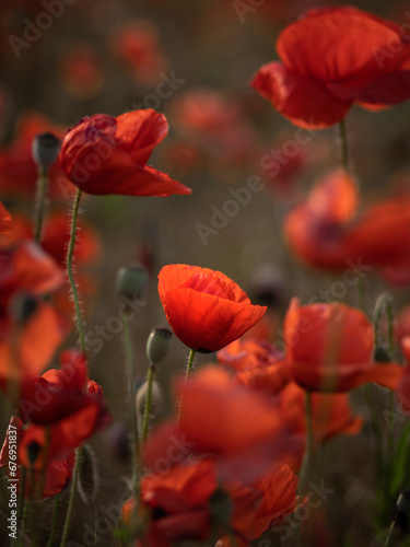 glowing poppies