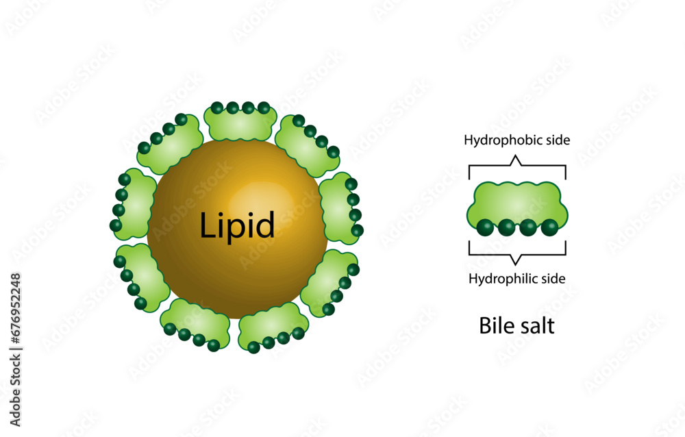 Lipid emulsification, Fat Molecule, Lipid droplets, Lipid Digestion ...