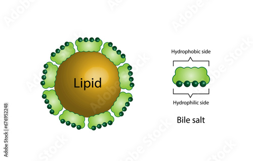 Lipid emulsification, Fat Molecule, Lipid droplets, Lipid Digestion. Large fat globules are emulsified into small fat droplets. Bile salt. Gallbladder. Micelle formation. Vector Illustration.