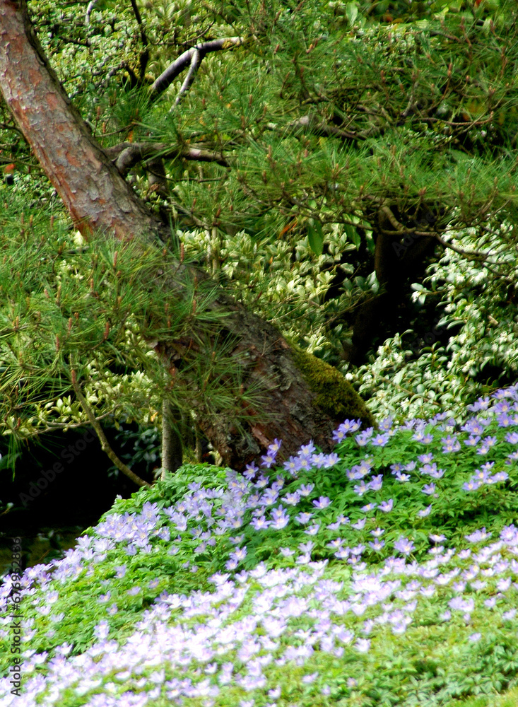 Closeup shot of blooming flowers growing on a slope of tree Closeup shot of blooming flowers growing on a slope of tree