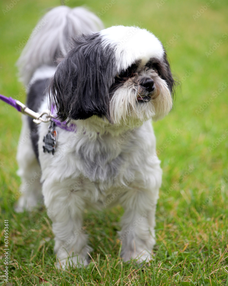 Vertical selective focus shot of an adorable Shih Tzu on a leash in the park Vertical selective focus shot of an adorable Shih Tzu on a leash in the park