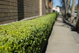 Closeup shot of a boxwood hedge in the street