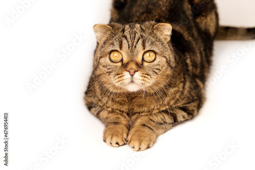 The cat is isolated on a white background looking close up. Cat with round surprised eyes.
