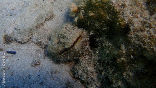 Bivalve mollusc Pinna sp. undersea  Aegean Sea  Greece  Halkidiki 