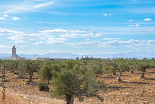 Fototapeta Naklejka Na Ścianę i Meble -  Olive trees in Tunisia, Sousse 