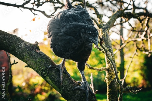 Black Ayam Cemani chicken perchng on a branch photo