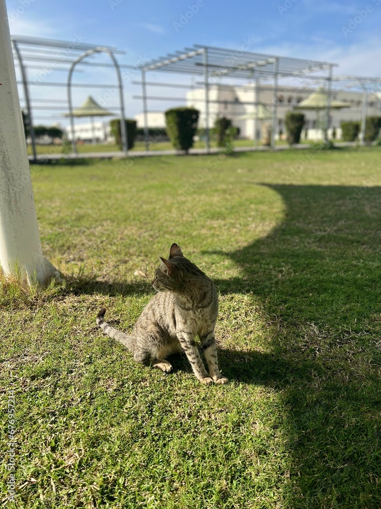 Obraz premium Cute gray tabby cat sitting on a green grass under the shadow