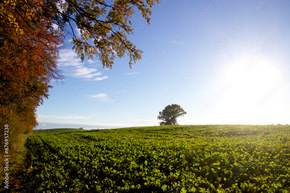 Obraz premium The autumn sun shines on the green field