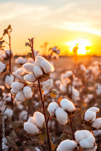 Cotton fields ready for picking. cotton field at sunset.Generative AI