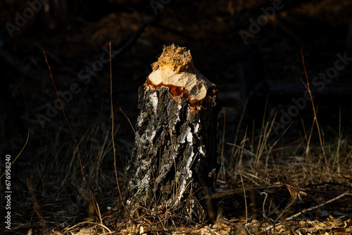 A tree in the forest that was gnawed by beavers