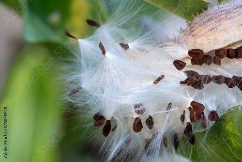 Milkweed pod has exploded seeds