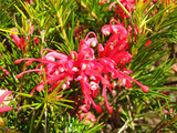 Red flower grevillea rosmarinifolia or grevillea juniperina blooms on a bush.