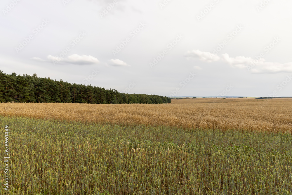 a field with cereals in sunny summer weather