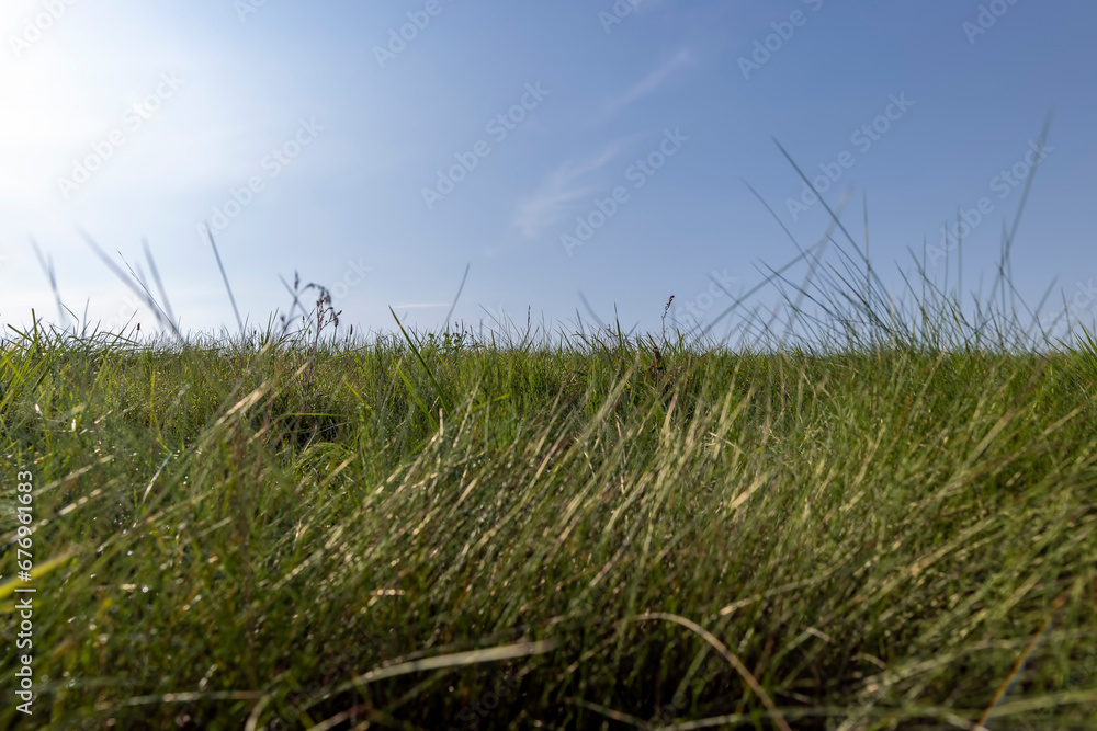 Fototapeta premium green grass illuminated by sunlight