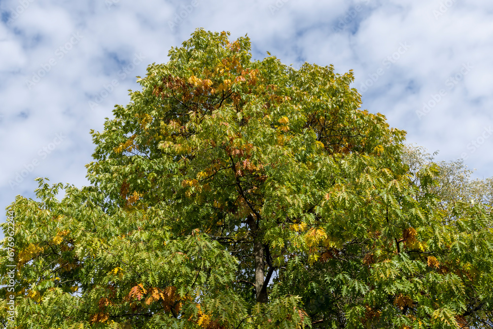 oak tree during the autumn season before leaf fall